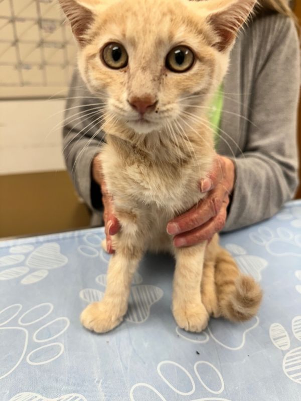 Ponticat thumbnail 2