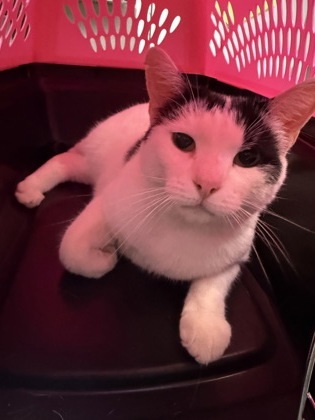 Lila