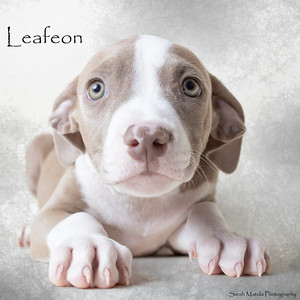 Leafeon