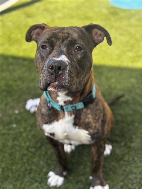 Adopt Onni