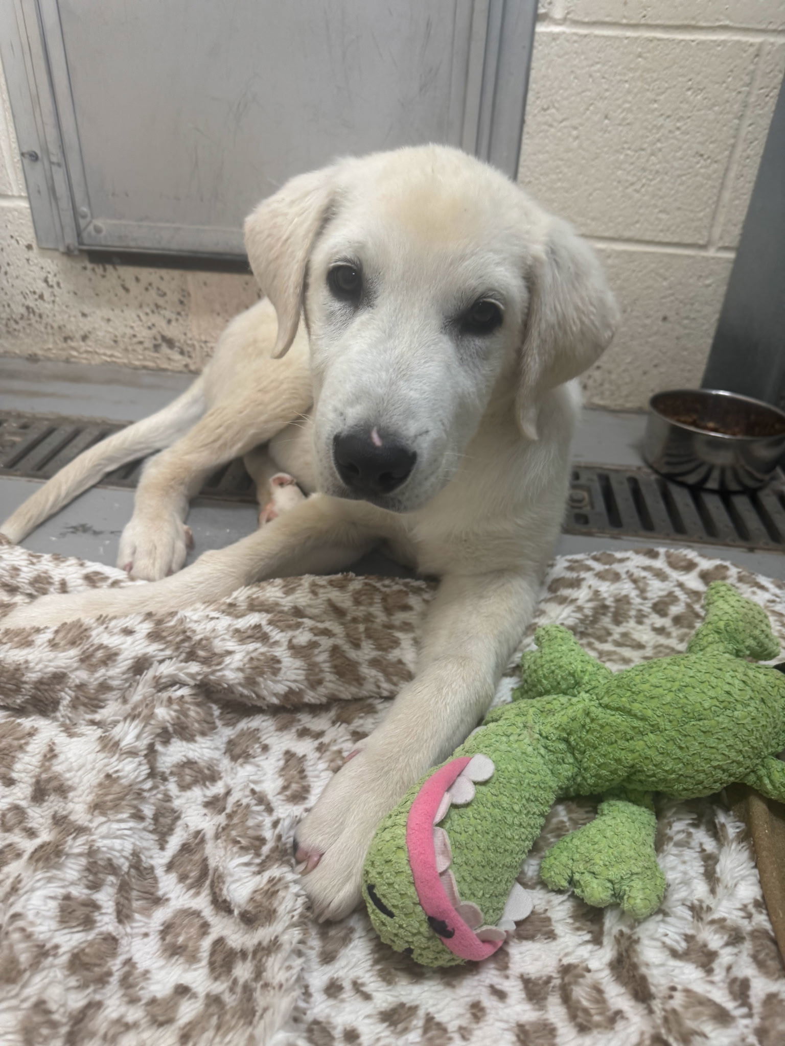 Neo, an adoptable Great Pyrenees, Akbash in Hamilton, MT, 59840 | Photo Image 1