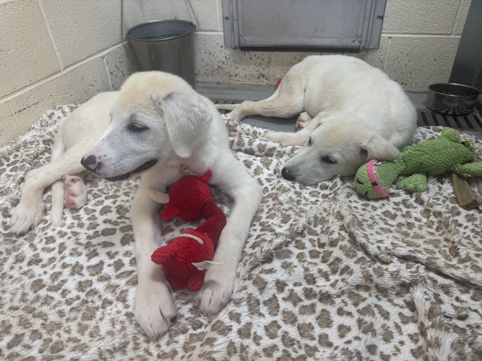 Neo, an adoptable Great Pyrenees, Akbash in Hamilton, MT, 59840 | Photo Image 2