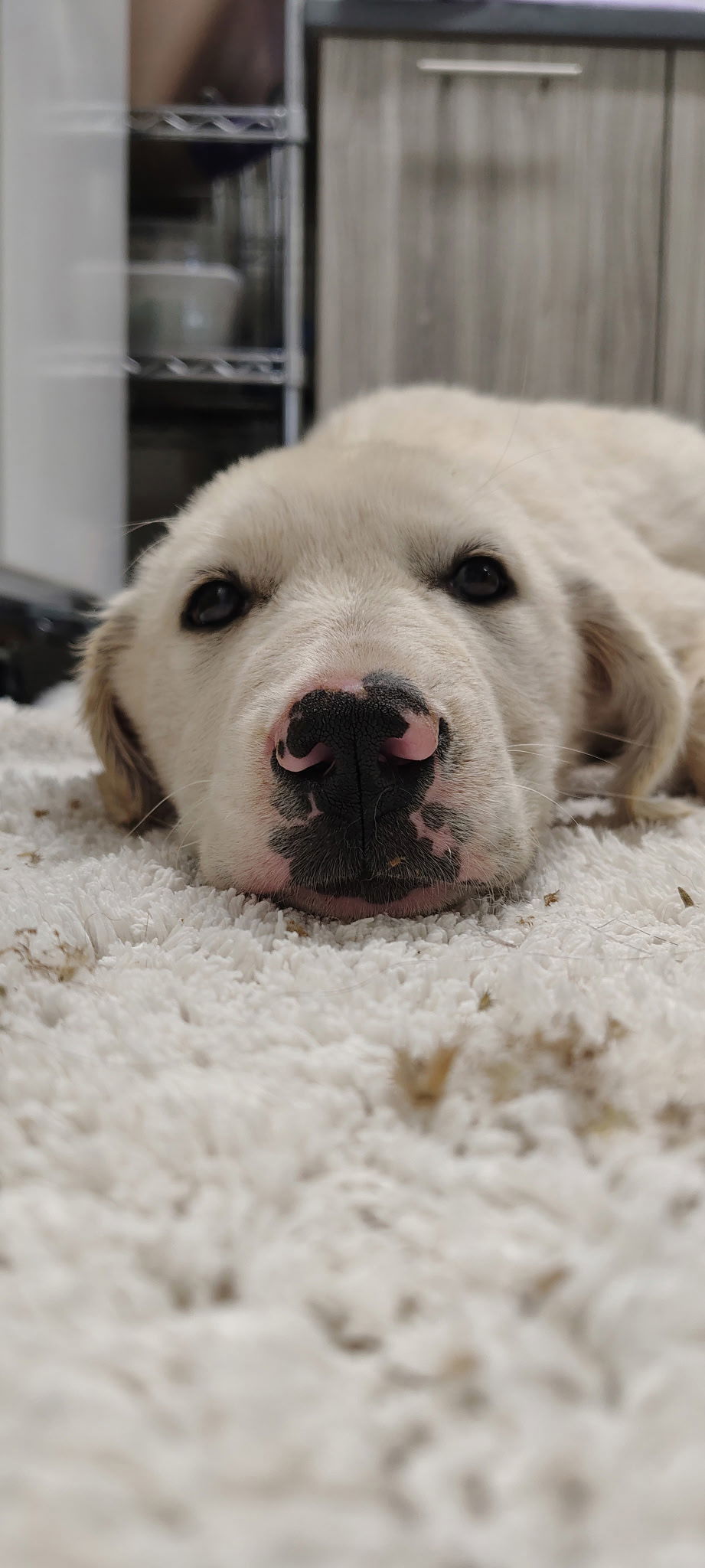 Nova