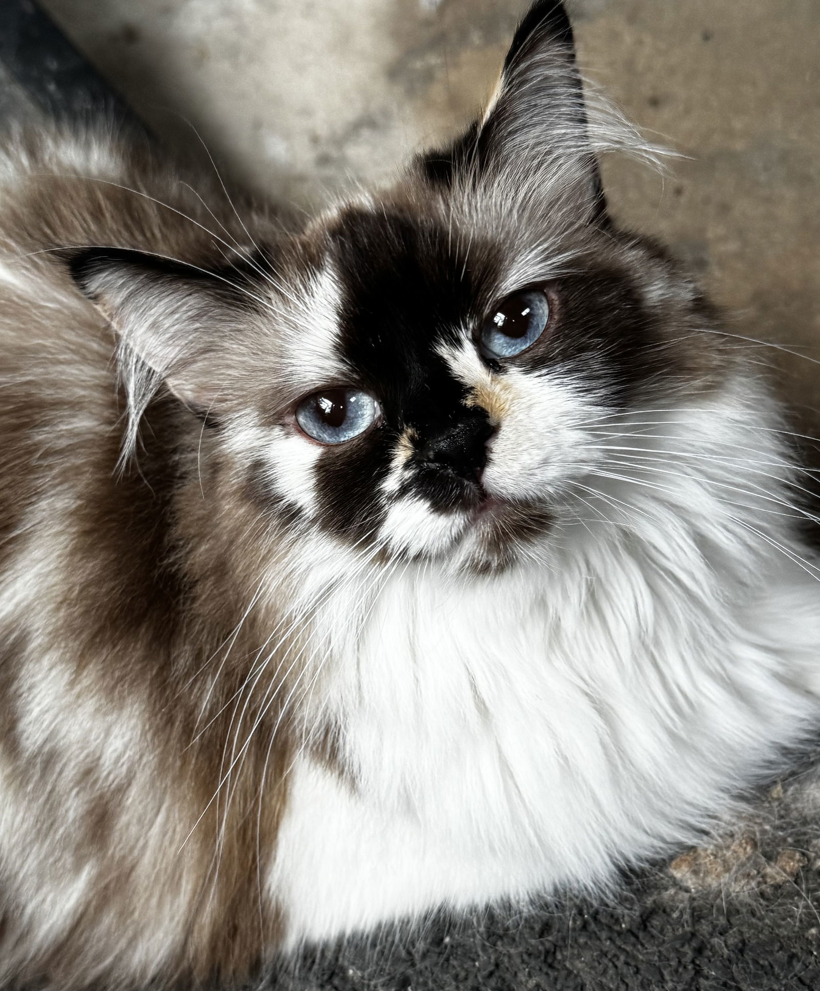 JACKIE, an adoptable Cymric in Powder Springs, GA, 30127 | Photo Image 1