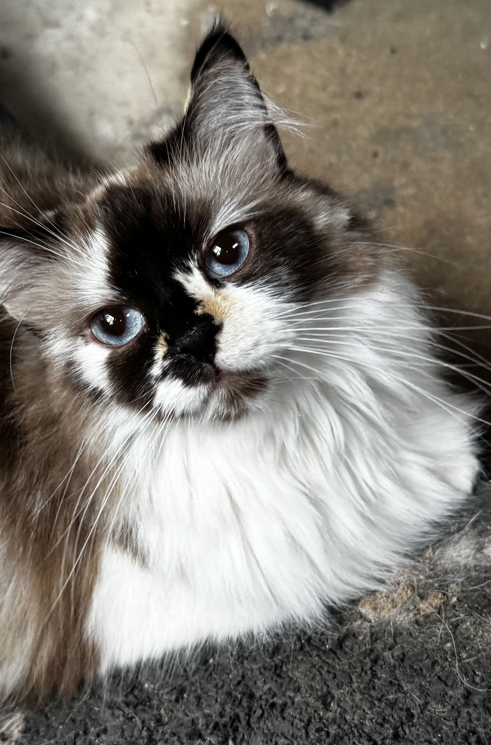 JACKIE, an adoptable Cymric in Powder Springs, GA, 30127 | Photo Image 2