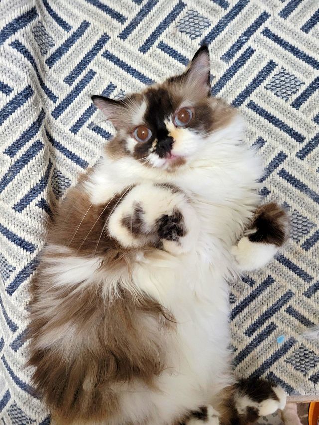 JACKIE, an adoptable Cymric in Powder Springs, GA, 30127 | Photo Image 3