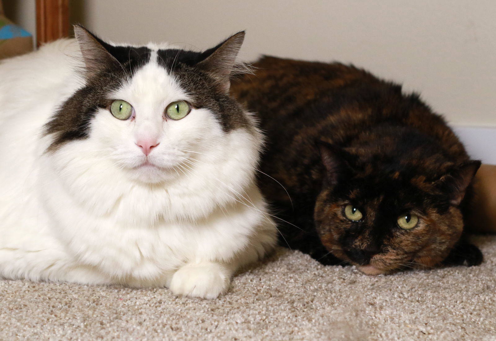 Panda & Mia (Bonded Pair)