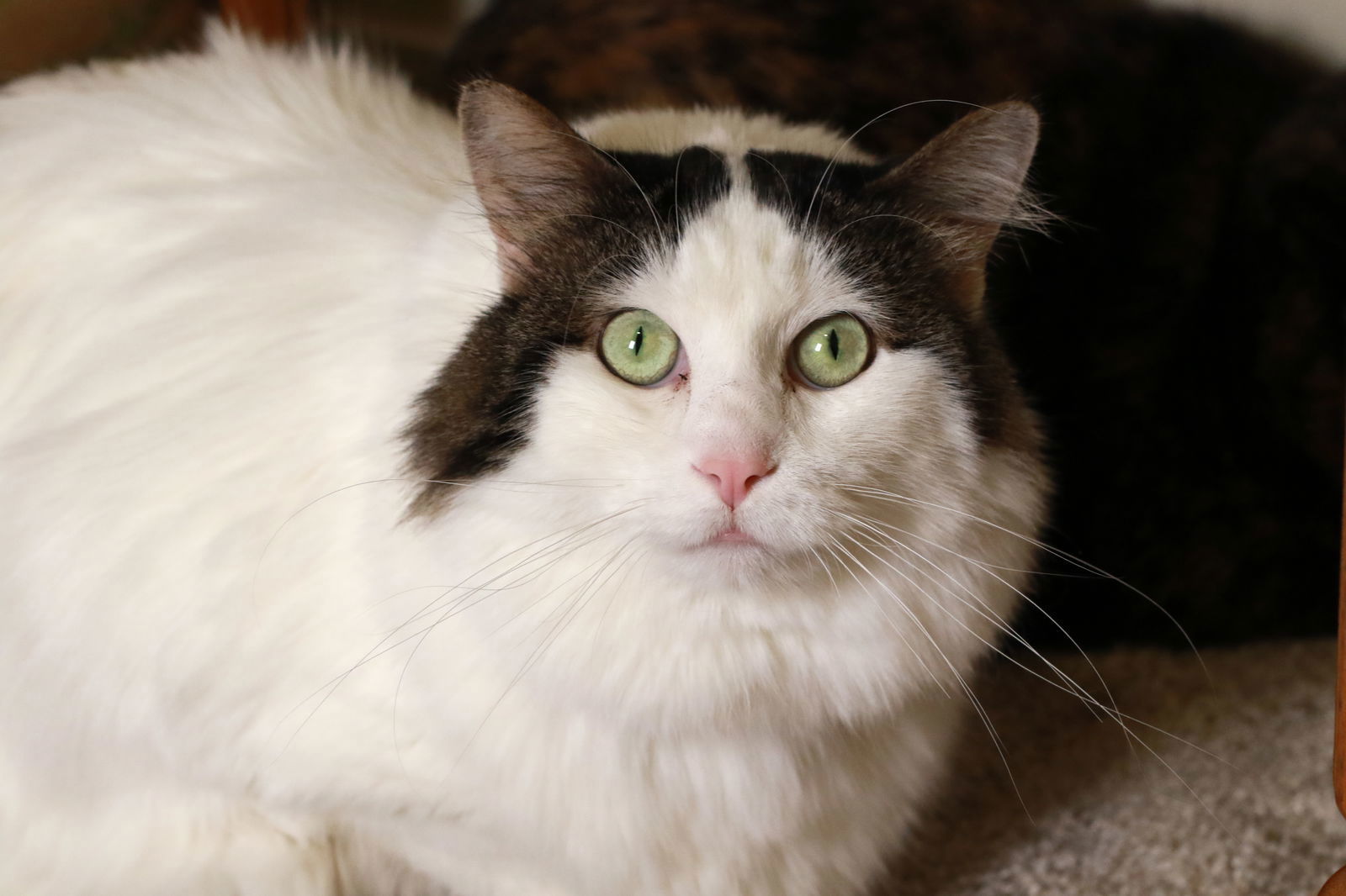 Panda & Mia (Bonded Pair)