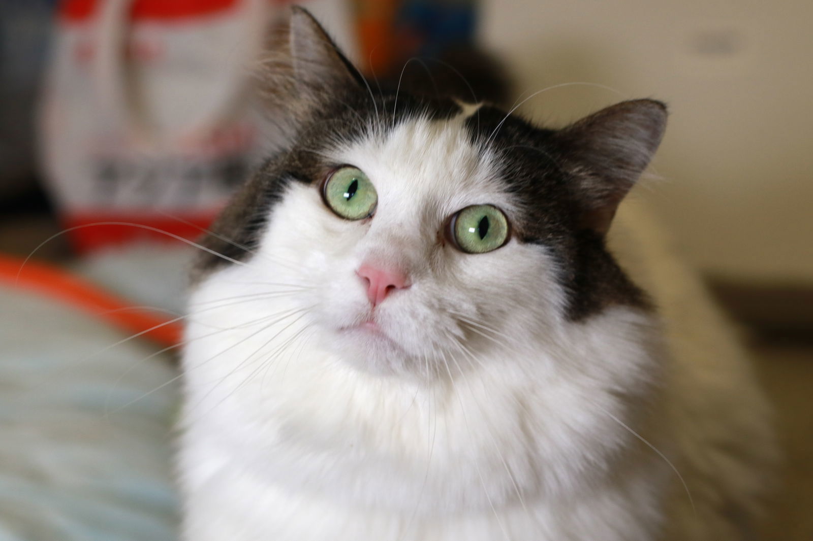 Panda & Mia (Bonded Pair)