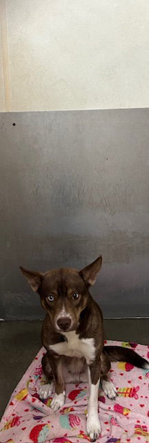 Churro - Brown &amp;