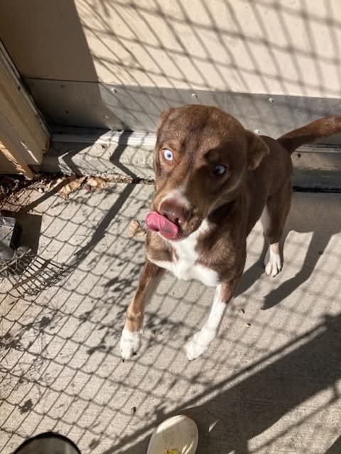 Dexter - Aussie Mix thumbnail 2