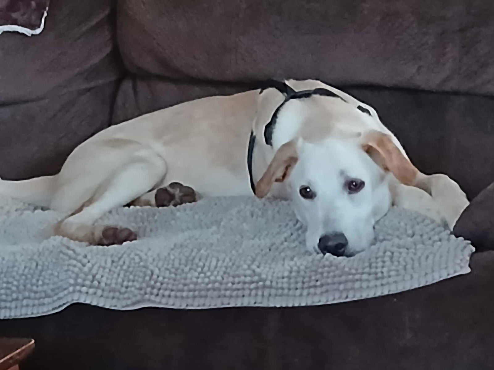 Rizzy, an adoptable Labrador Retriever in Midway, UT, 84049 | Photo Image 1