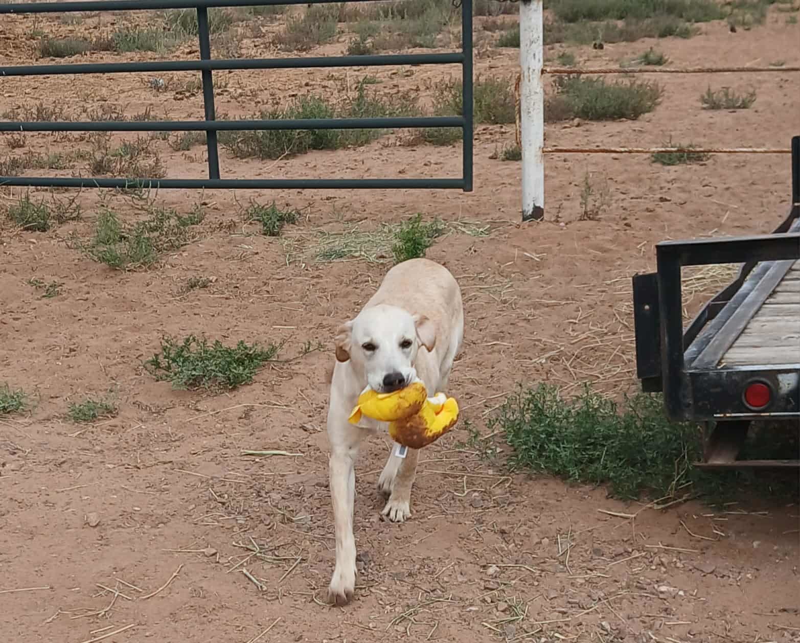Rizzy, an adoptable Labrador Retriever in Midway, UT, 84049 | Photo Image 2