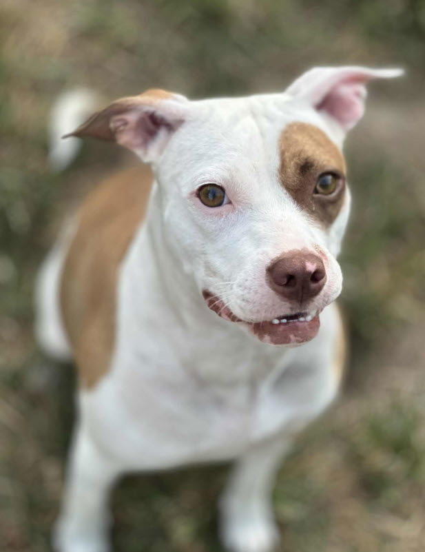 Roo