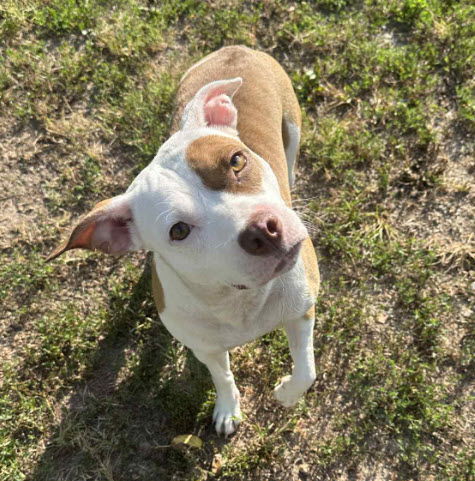Roo