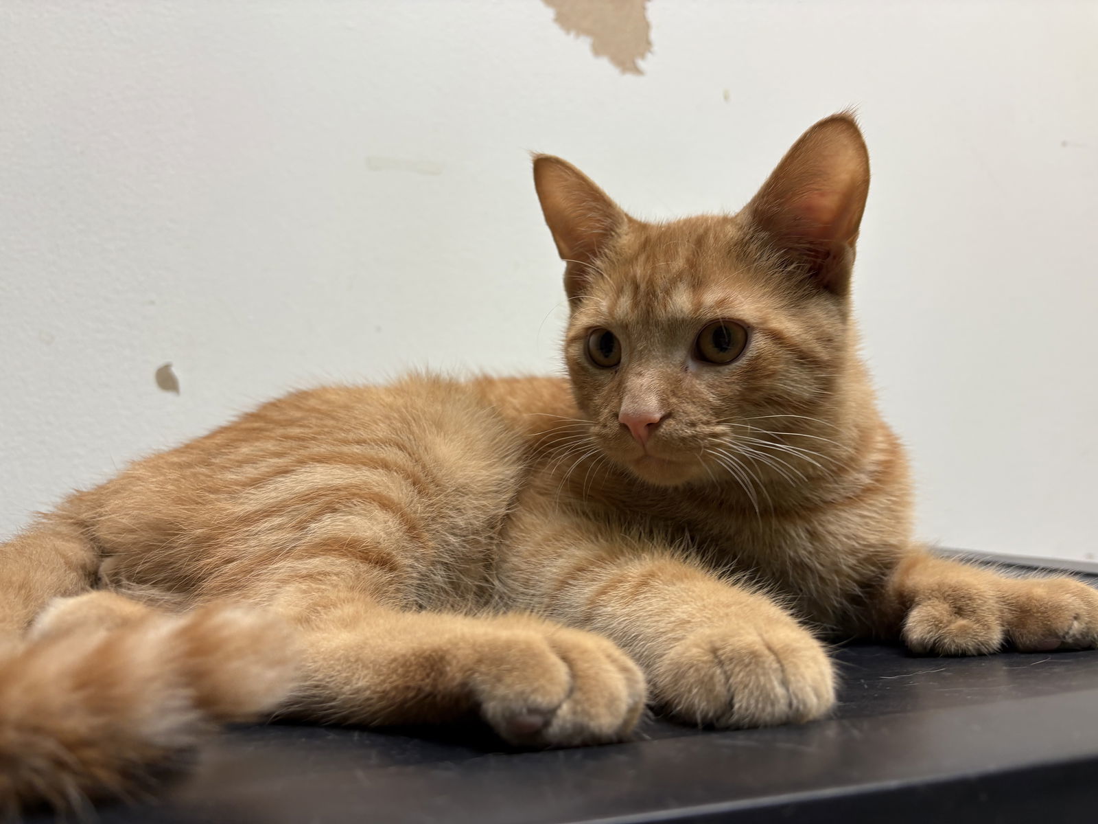 Toe-by (polydactyl)