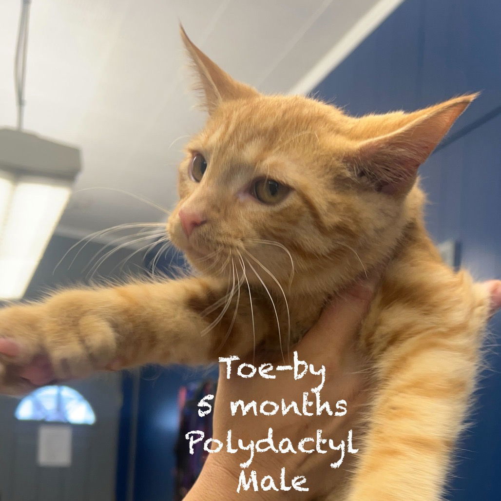 Toe-by (polydactyl)