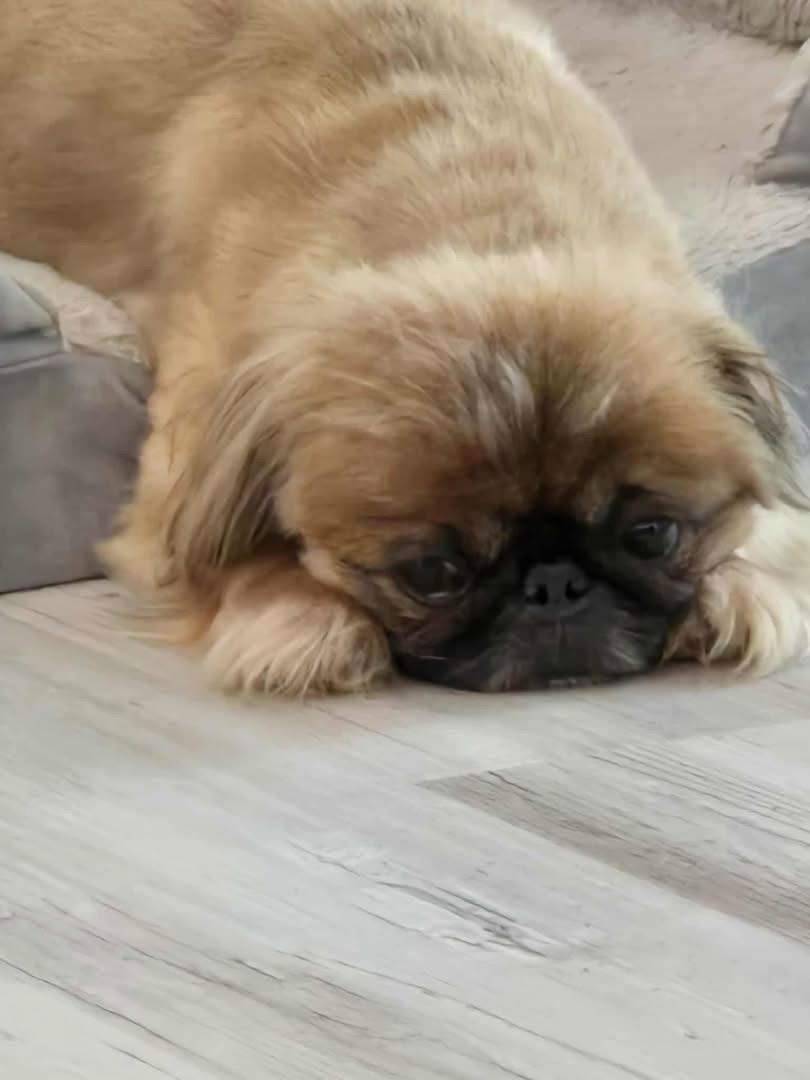 River, an adoptable Pekingese in Gulfport, MS, 39503 | Photo Image 1