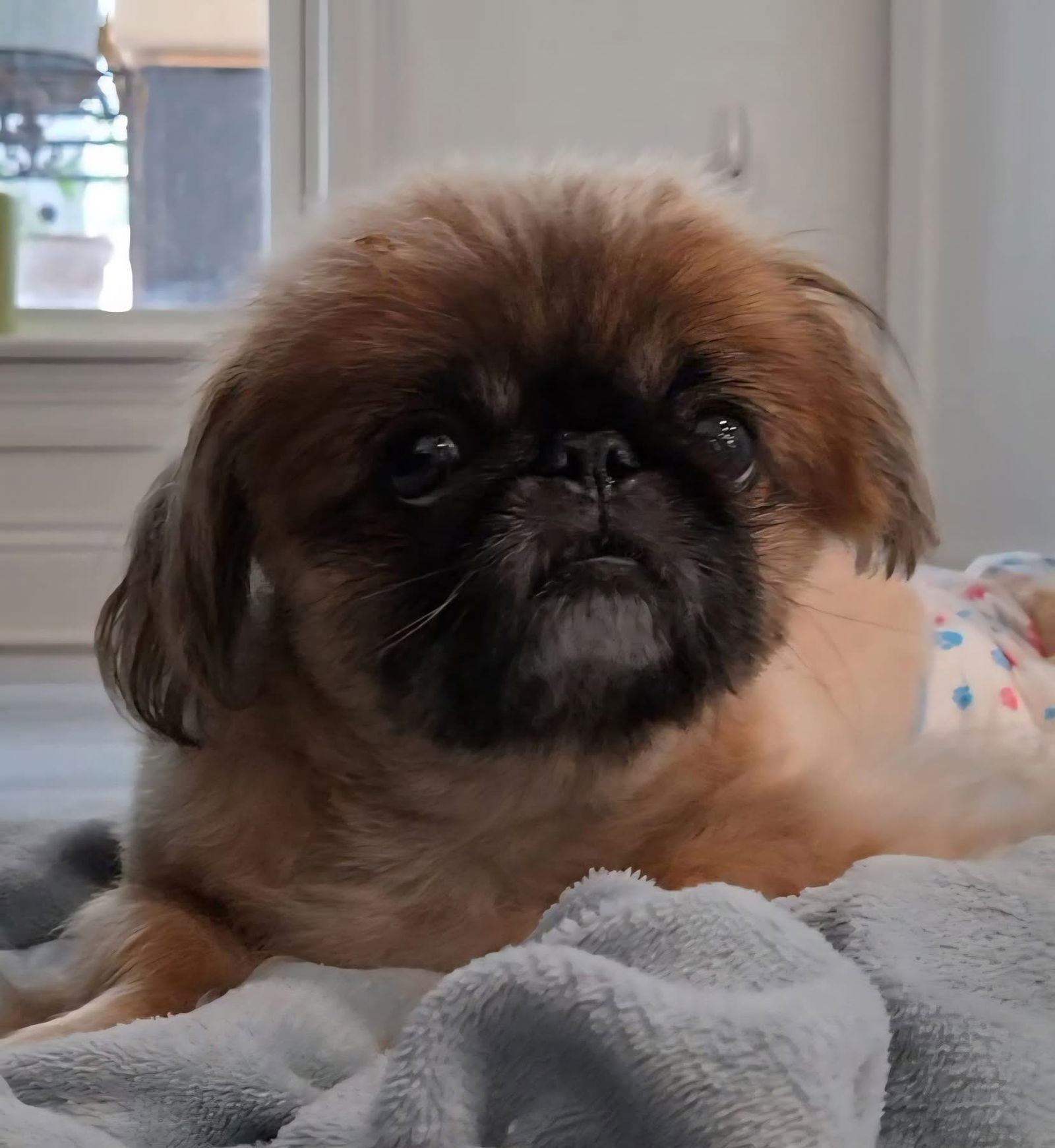 River, an adoptable Pekingese in Gulfport, MS, 39503 | Photo Image 2