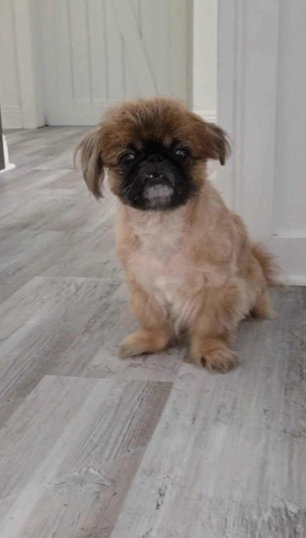 River, an adoptable Pekingese in Gulfport, MS, 39503 | Photo Image 3