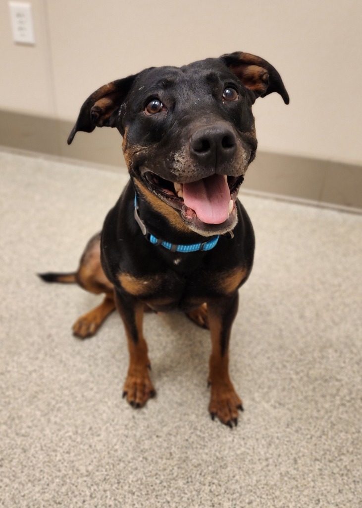 Thor, an adoptable Pit Bull Terrier, Rottweiler in Superior, WI, 54880 | Photo Image 1