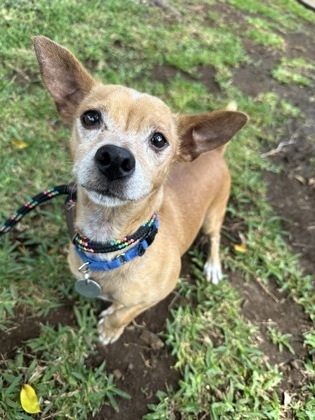Sparkee, an adoptable Mixed Breed in Honolulu, HI, 96826 | Photo Image 1