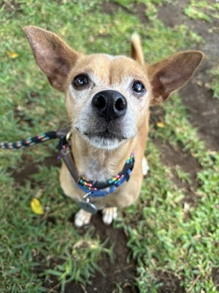 Sparkee, an adoptable Mixed Breed in Honolulu, HI, 96826 | Photo Image 2