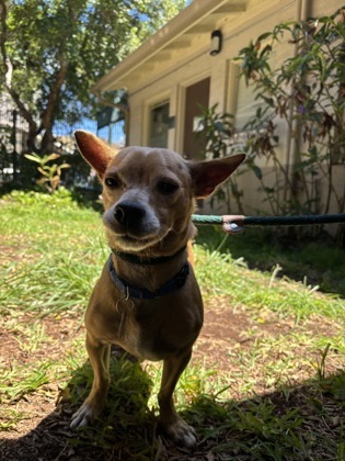 Sparkee, an adoptable Mixed Breed in Honolulu, HI, 96826 | Photo Image 3