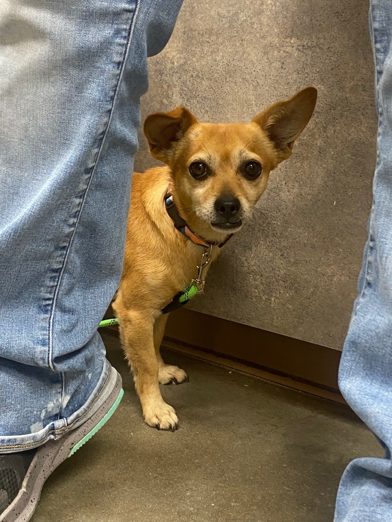Chico