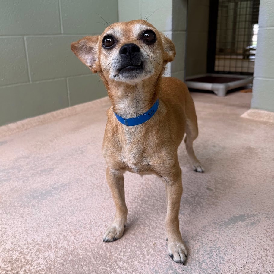 Chico