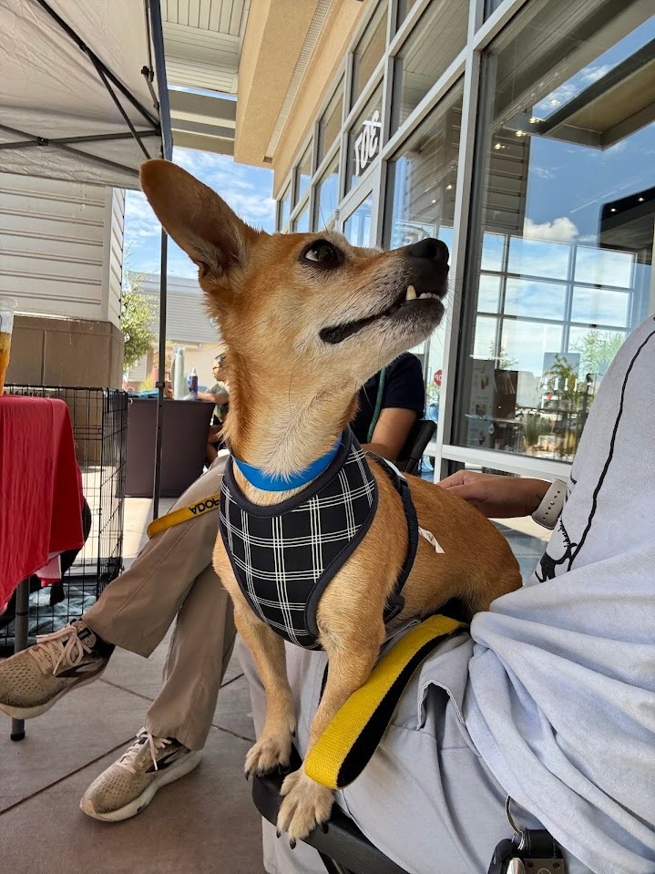 Chico