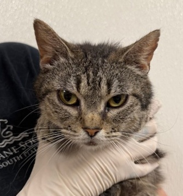 LouLou, an adoptable Domestic Short Hair in Littleton, CO, 80120 | Photo Image 1