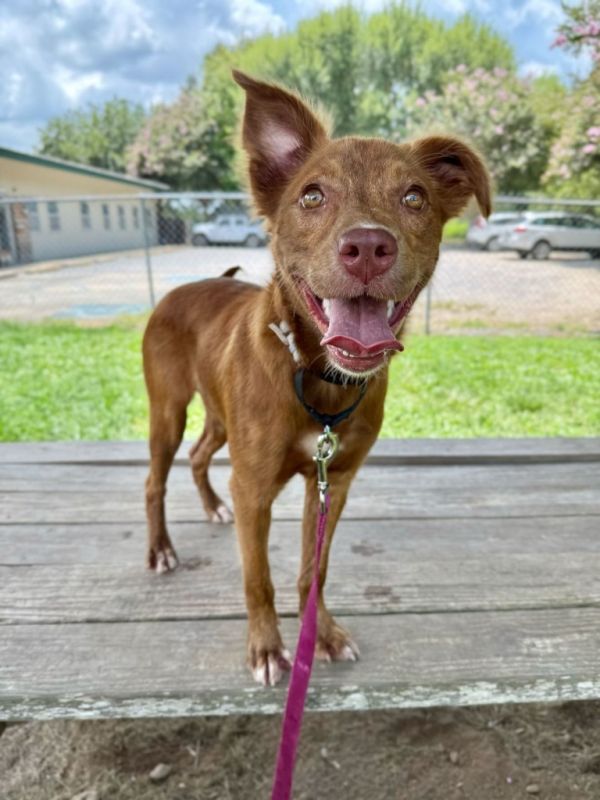 Rosewater thumbnail 2