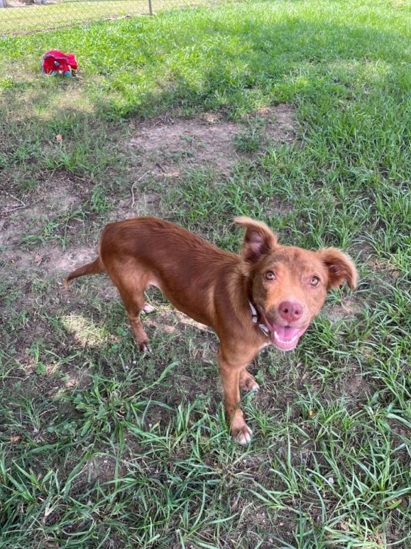 Rosewater thumbnail 3