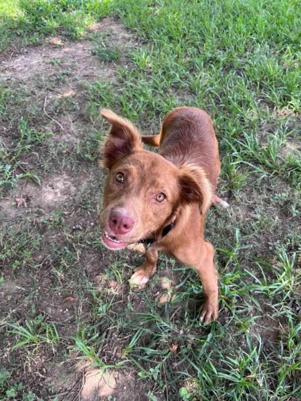 Rosewater thumbnail 4