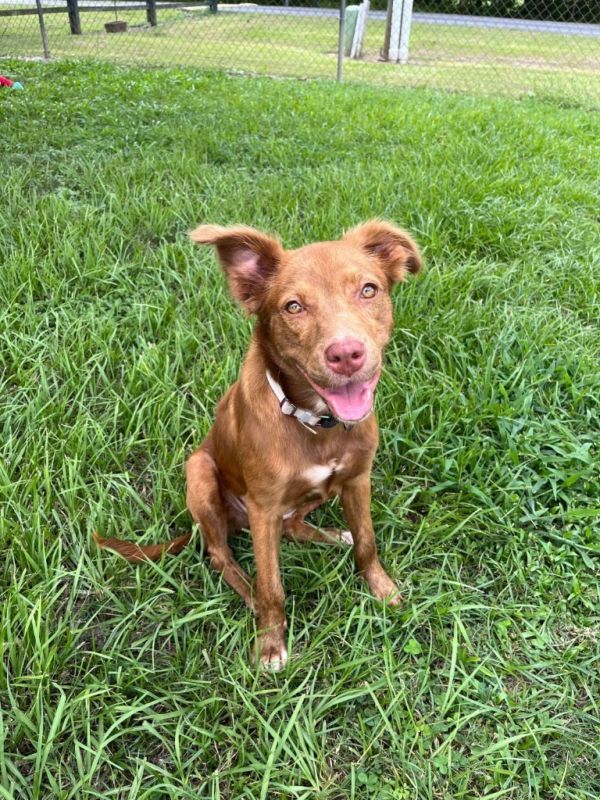 Rosewater thumbnail 5