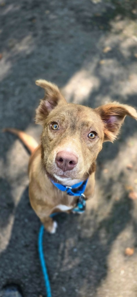 Rosewater thumbnail 6