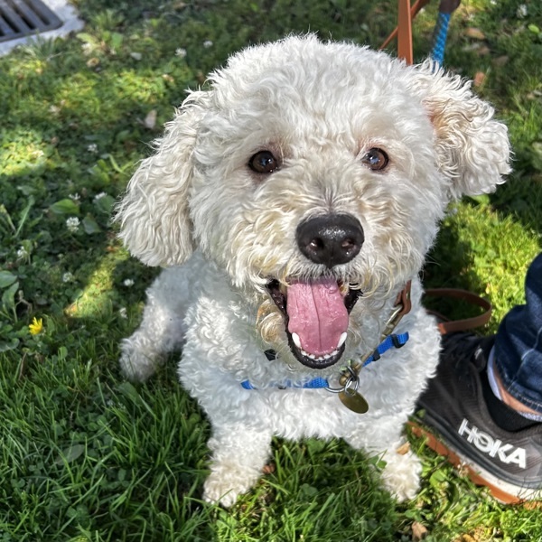 Adopt Bingo