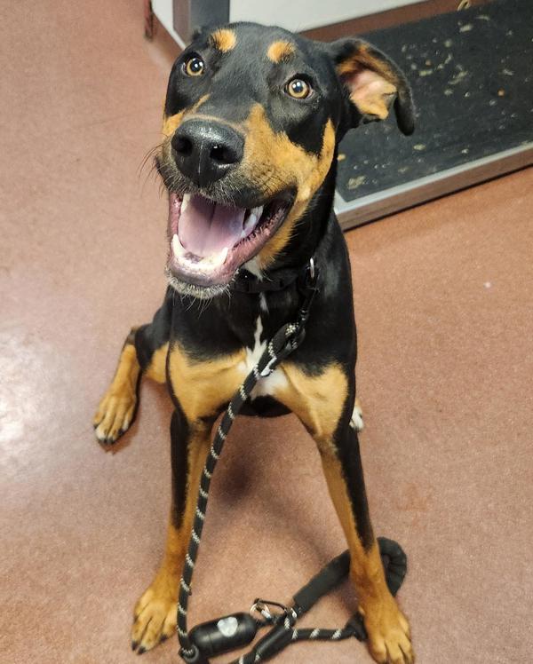 Adopt Dipper