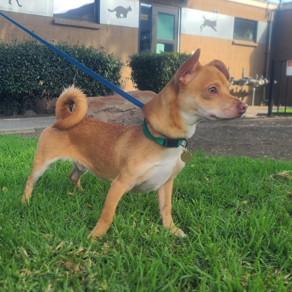 Adopt Pringles