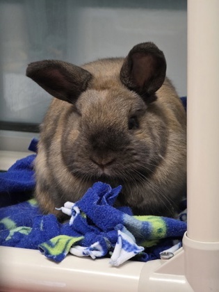 Bunilla