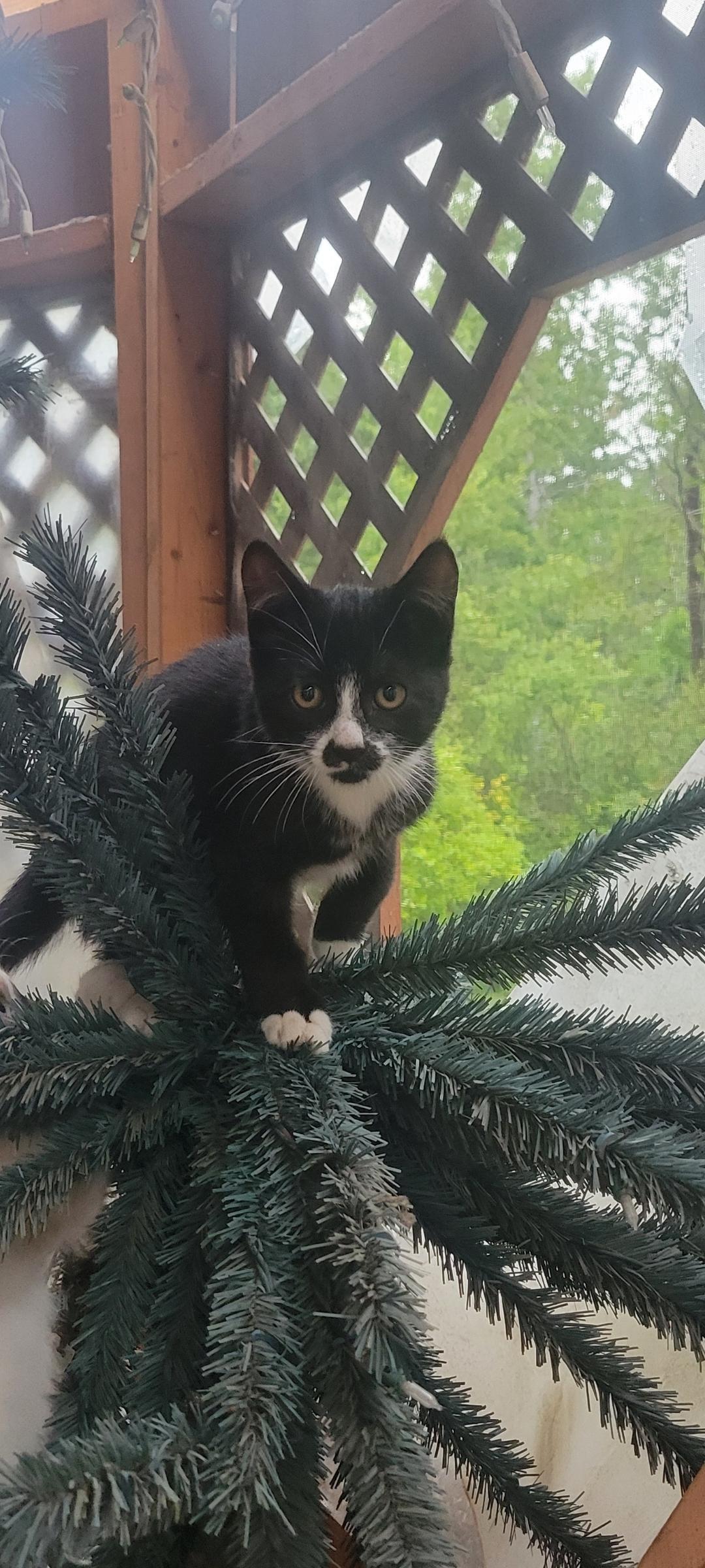Lightening, an adoptable Domestic Short Hair in Steinbach, MB, R5G 2B2 | Photo Image 1