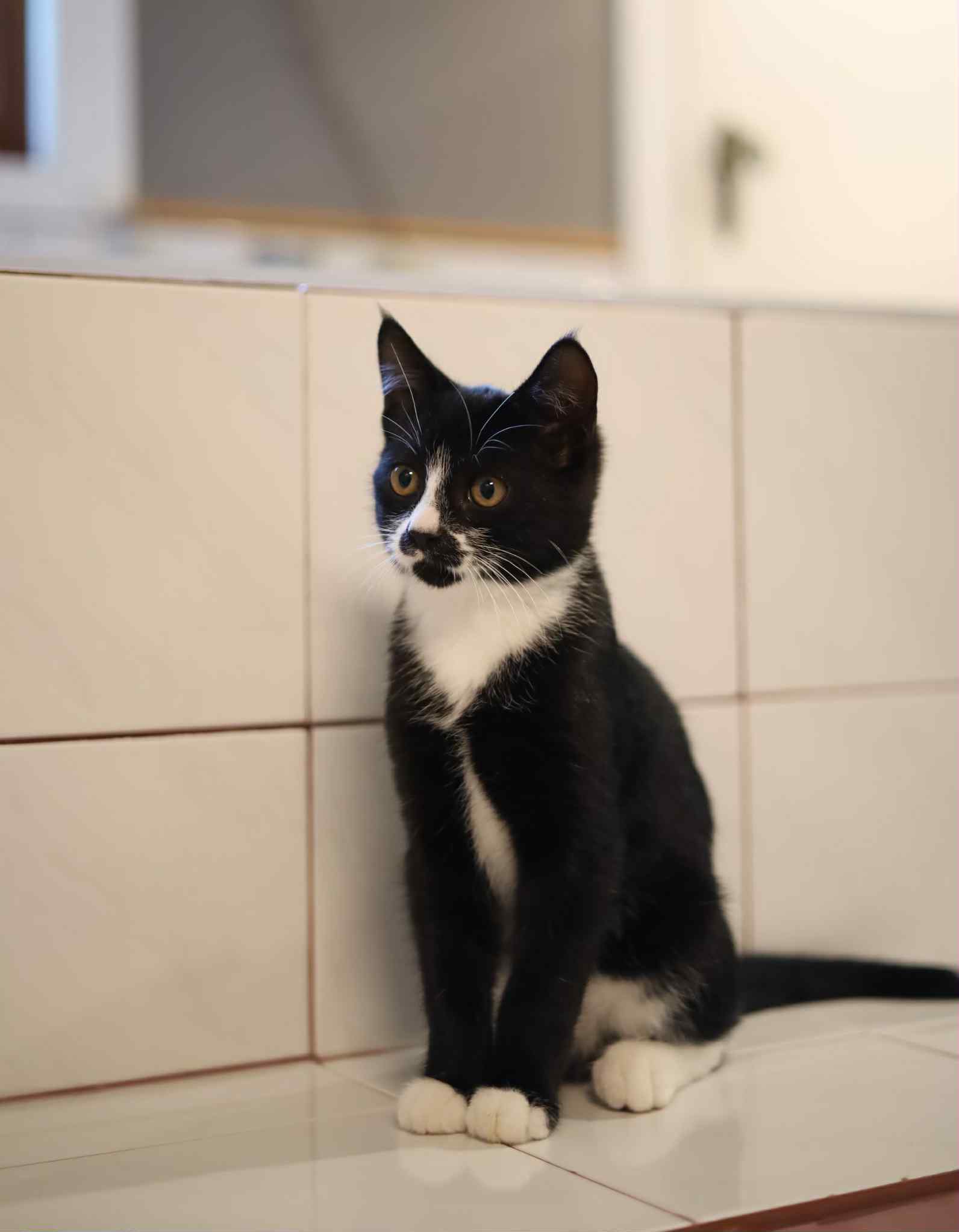 Lightening, an adoptable Domestic Short Hair in Steinbach, MB, R5G 2B2 | Photo Image 2