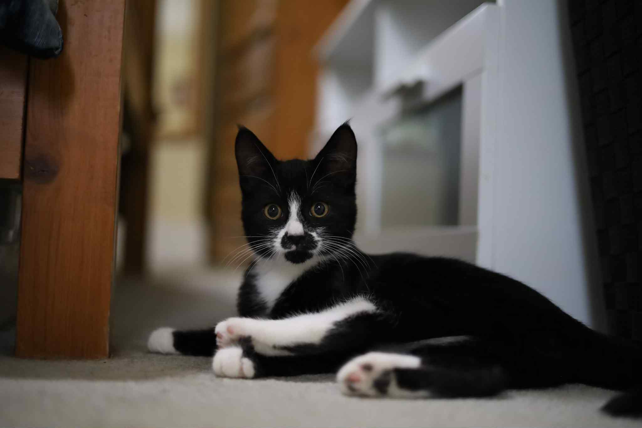 Lightening, an adoptable Domestic Short Hair in Steinbach, MB, R5G 2B2 | Photo Image 4