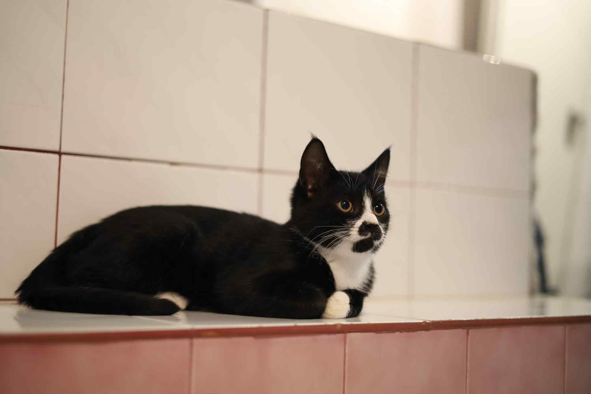 Lightening, an adoptable Domestic Short Hair in Steinbach, MB, R5G 2B2 | Photo Image 5