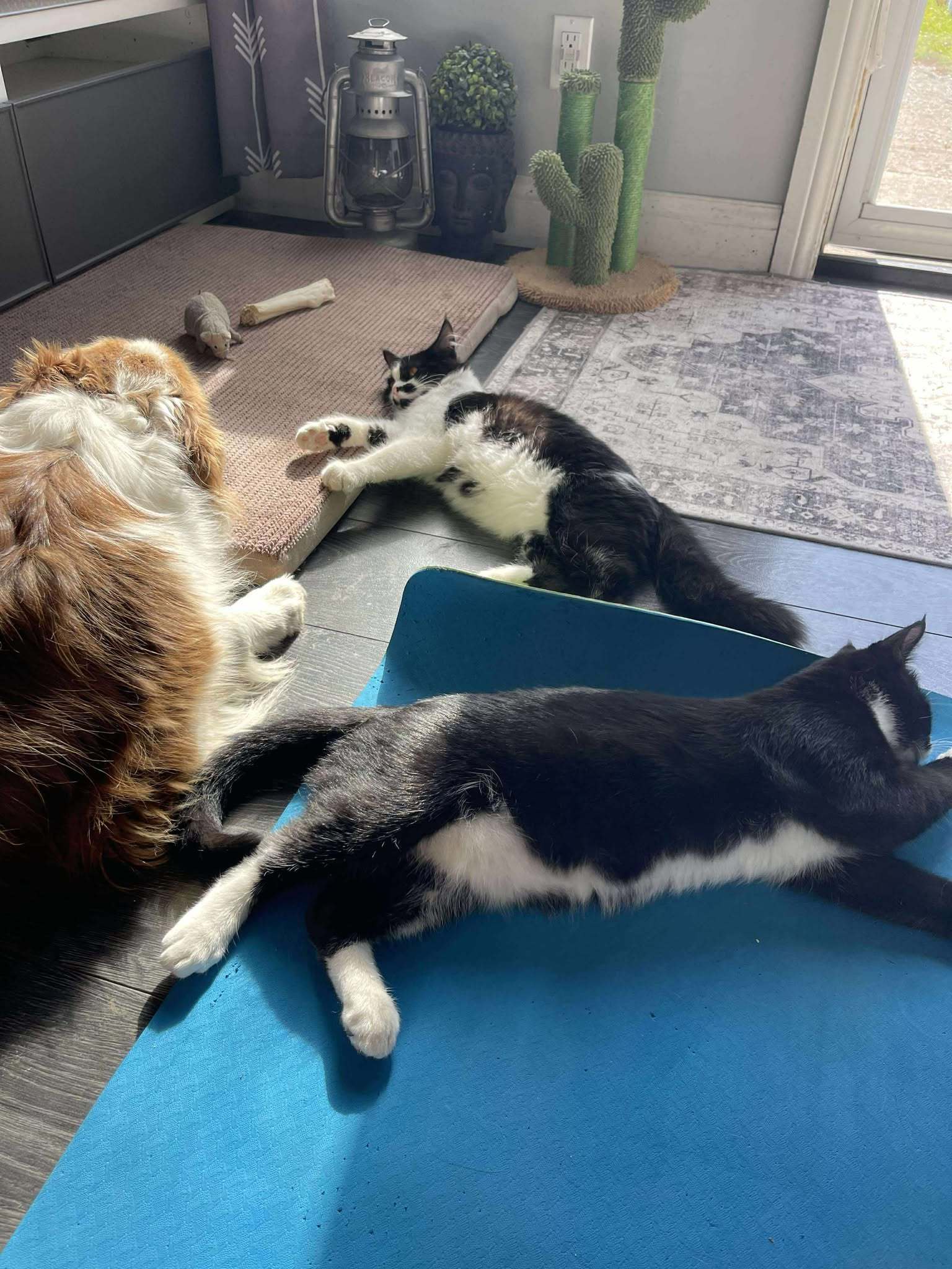 Lightening, an adoptable Domestic Short Hair in Steinbach, MB, R5G 2B2 | Photo Image 6