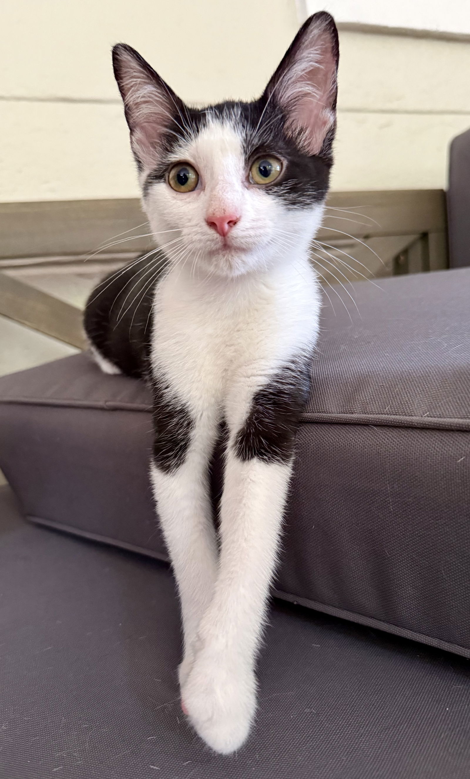KITTEN BESS