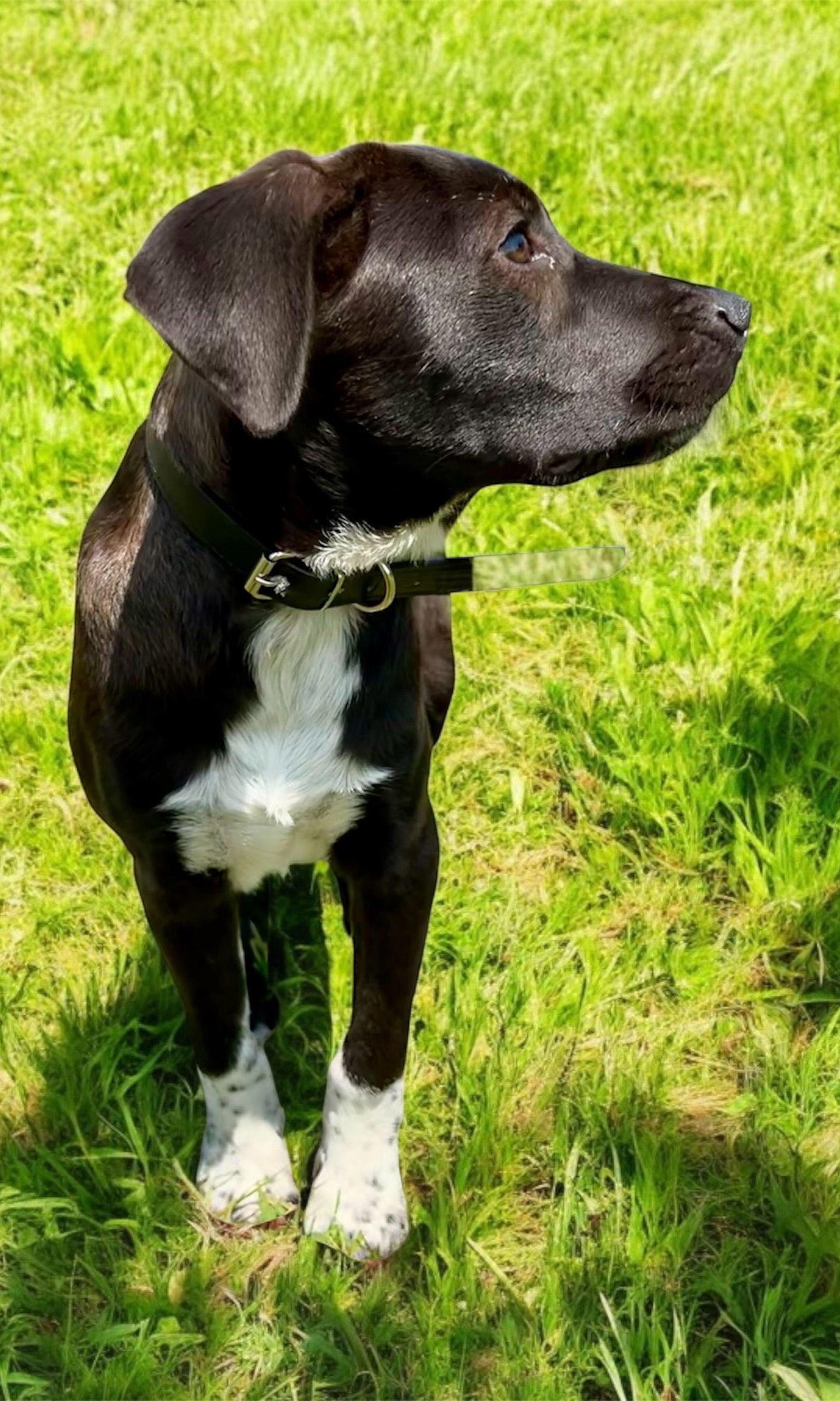 PUPPY GABBY
