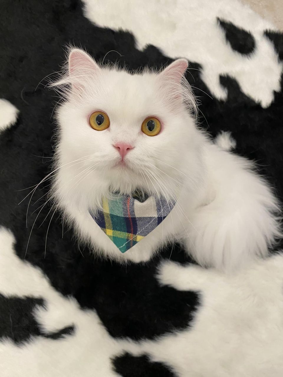 DaDa, an adoptable Persian in Prosper, TX, 75078 | Photo Image 1