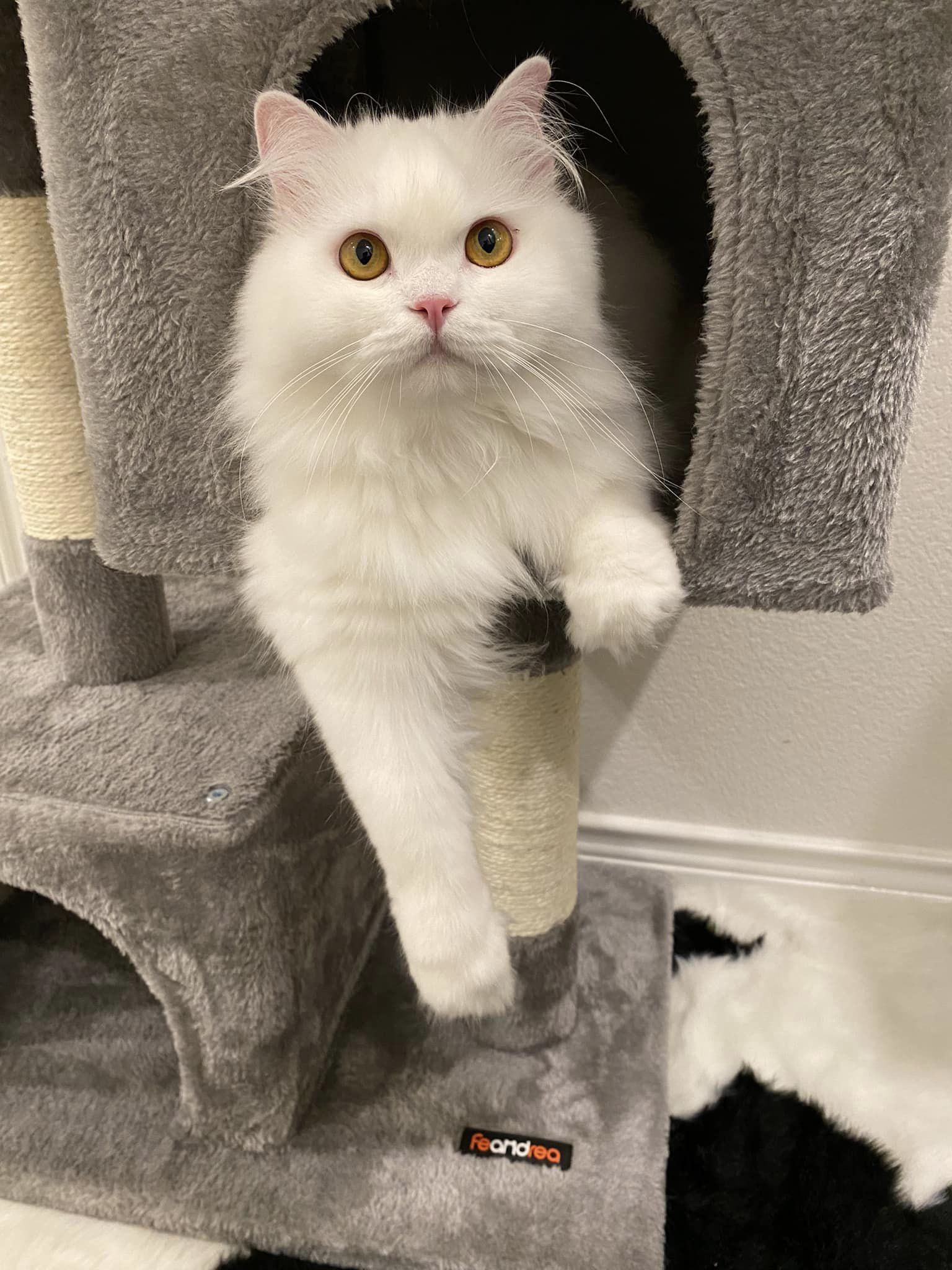 DaDa, an adoptable Persian in Prosper, TX, 75078 | Photo Image 2